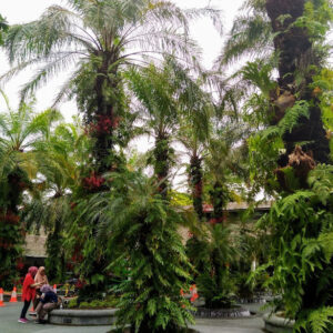 新加坡植物園